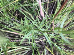 Wahlenbergia krebsii