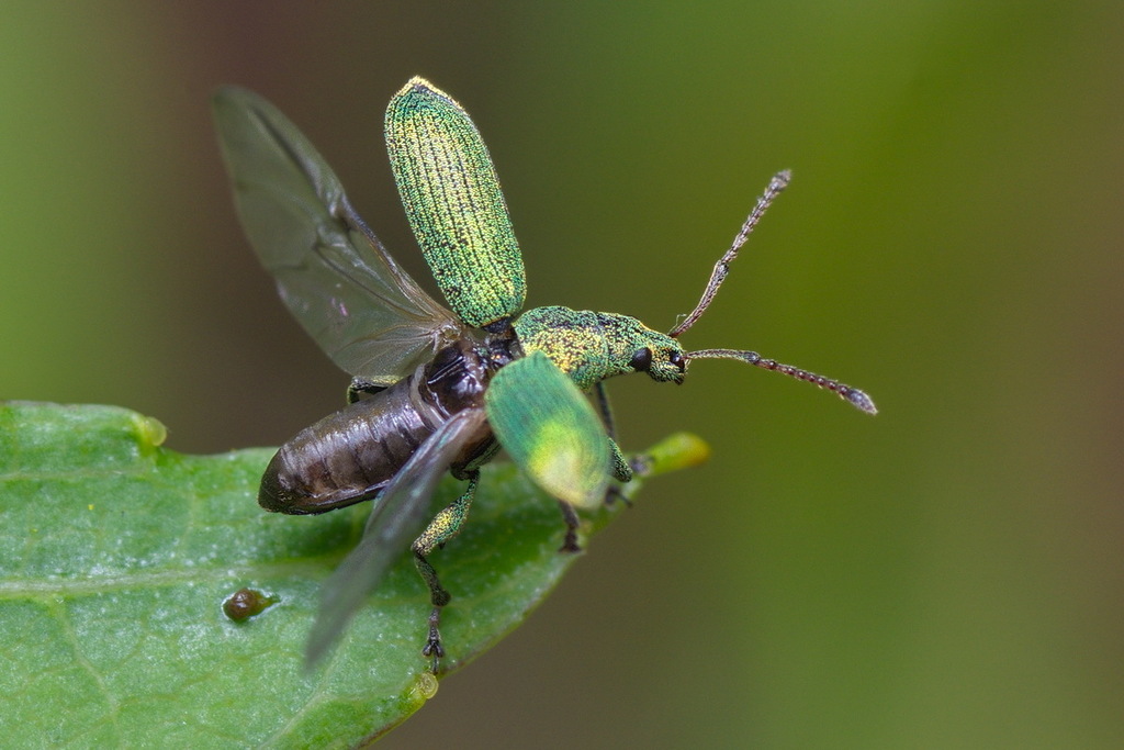 Phyllobius