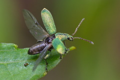 Phyllobius maculicornis