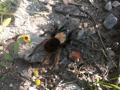 Brachypelma albiceps