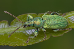 Phyllobius maculicornis