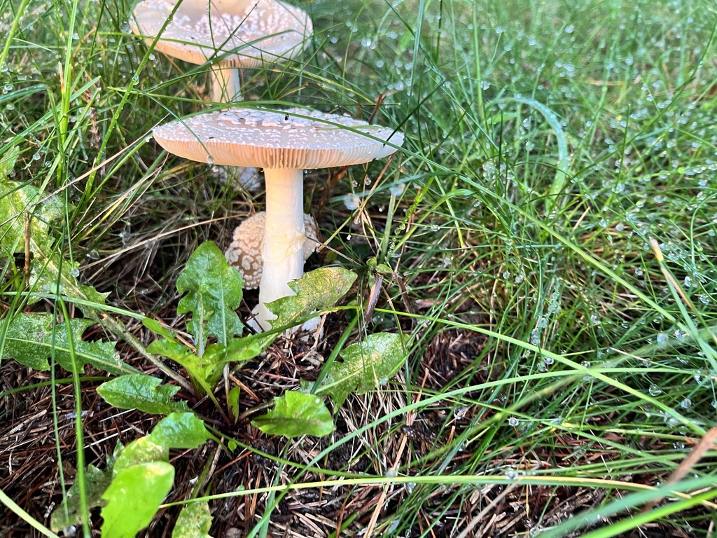 Two poison champagne amanitas with pale, flaring caps, growing in long grass