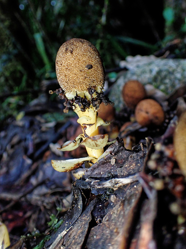 Balanophora fungosa iNat (1)