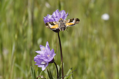 Proserpinus clarkiae