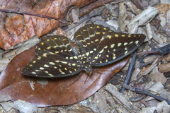 Lexias pardalis dirteana