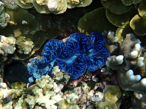 Small Giant Clam (Tridacna maxima)