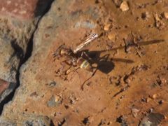 Polistes badius