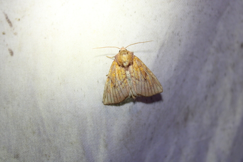 Sensitive Fern Borer Moth photo 6