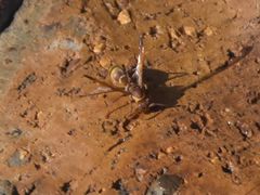 Polistes badius