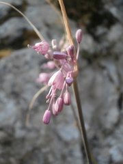 Allium carinatum pulchellum