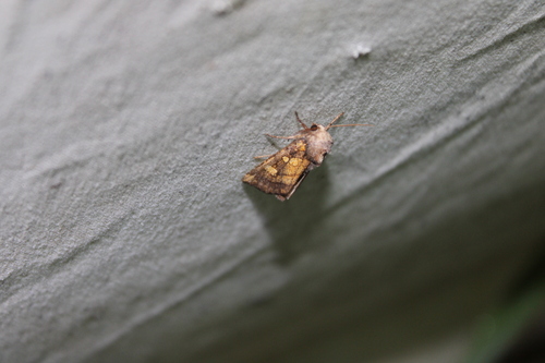 Aster Borer photo 4