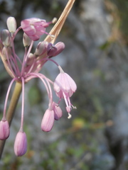 Allium carinatum pulchellum