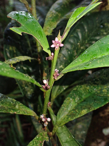 Symplocos cyanocarpa (Symplocos cyanocarpa)