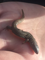 Xantusia vigilis