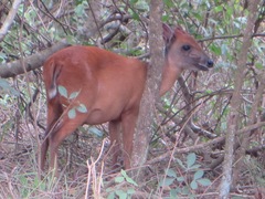 Cephalophorus natalensis
