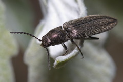 Cidnopus aeruginosus