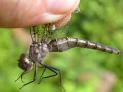 Neurocordulia michaeli