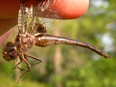 Neurocordulia yamaskanensis