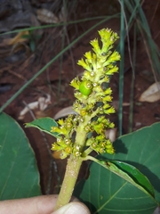 Palicourea rigida