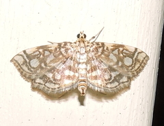 Lygropia rivulalis