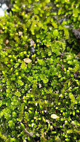 Image of Thelia hirtella by (c) Gabriel Jovêncio Ribeiro, some rights reserved (CC BY)