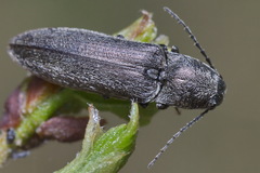 Cidnopus aeruginosus