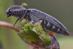 Cidnopus aeruginosus