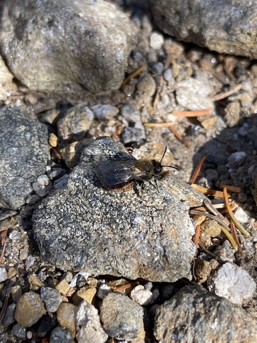 Clark's Mining Bee photographed in New Hampshire