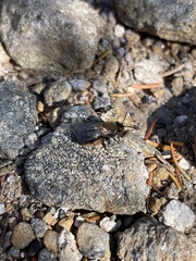 Clark's Mining Bee