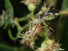 Zelus laticornis