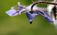 Borago