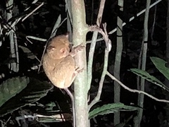 Cephalopachus bancanus