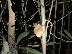 Cephalopachus bancanus