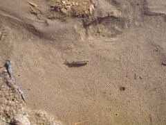 Cyprinodon salinus salinus