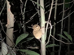 Cephalopachus bancanus