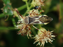 Zelus laticornis