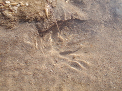 Cyprinodon salinus salinus