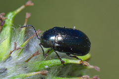 Phratora vulgatissima