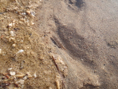 Cyprinodon salinus salinus