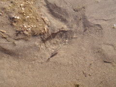 Cyprinodon salinus salinus