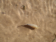 Cyprinodon salinus salinus
