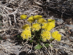 Lomatium parryi
