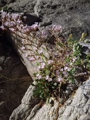 Limonium calabrum