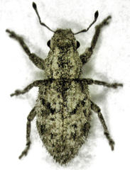 Floresianus sordidus