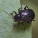 Western Grape Rootworm - Photo (c) Иван Тисленко, some rights reserved (CC BY-NC), uploaded by Иван Тисленко