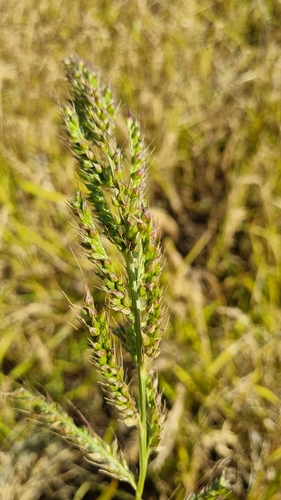 Echinochloa oryzoides iNat (2)