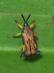Probaenia vittulosa