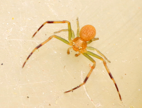 Rosy-banded crab spider photo 3