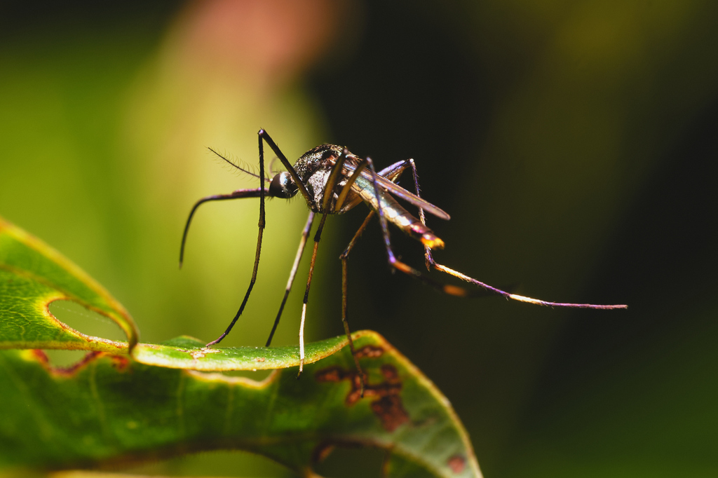 Elephant Mosquitoes from Sengkurong, Brunei on October 6, 2023 at 04:10 ...