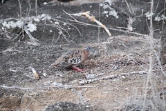 Zenaida galapagoensis